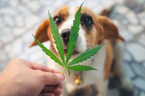 Photo of a Beagle puppy looking up with Cannabis leaf. Here's what you should do if your dog eats your weed and is exhibiting symptoms of marijuana toxicity.