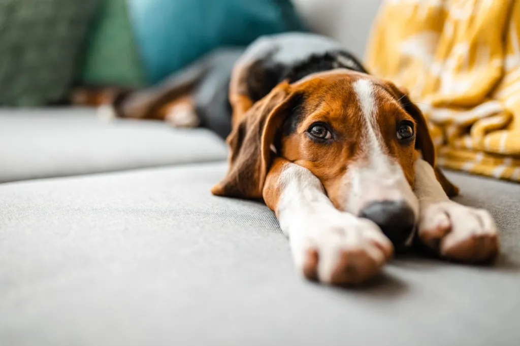 Tired and sad mixed-breed dog lying on the sofa and waiting for his owner to come back