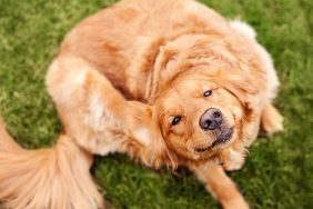 A Golden Retriever, a dog breed prone to eczema, scratches an itch in a grassy patch while looking up at the camera.