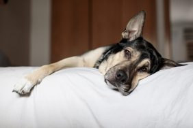 Photo of a sleepy or sick looking dog resting on a bed. Tagamet for dogs is often prescribed to help with gastrointestinal discomfort.