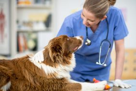 A female veterinarian examines a brown and white dog.