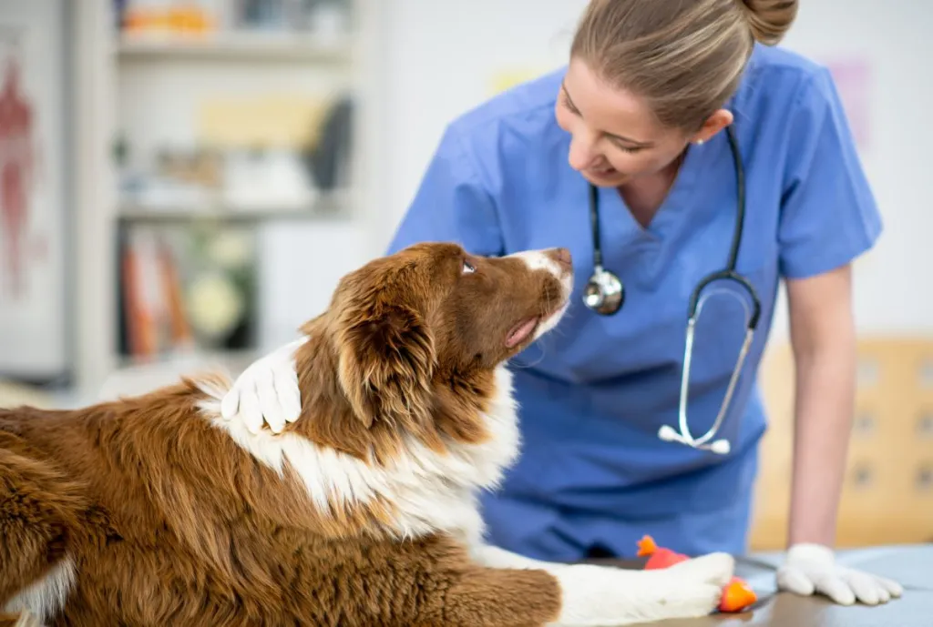 A female veterinarian examines a brown and white dog.