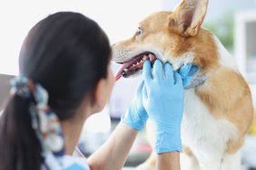 Veterinarian examines a dog's mouth during a a checkup.