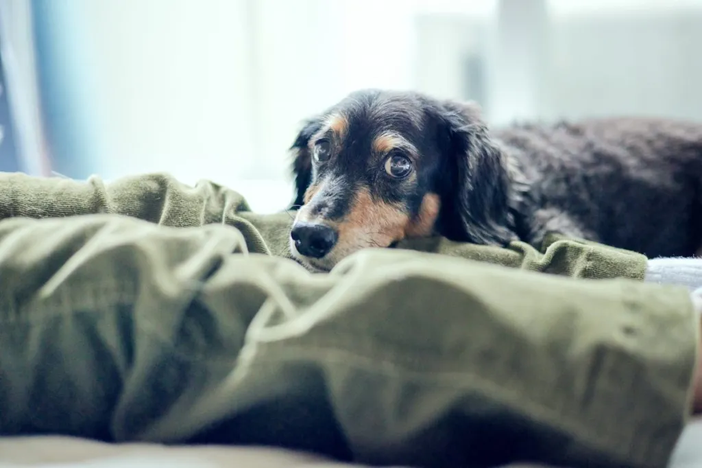 A portrait of a nervous looking dachshund looking at the camera. Fluoxetine can be used to help treat fear and anxiety in dogs.