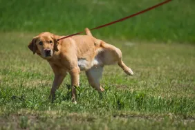 Yellow labrador retriever urinating in the grass.