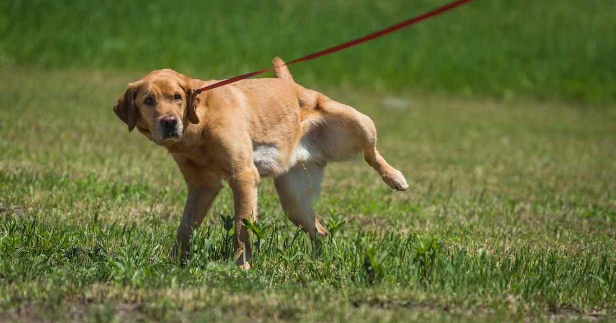 Yellow labrador retriever urinating in the grass.