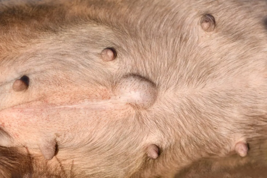 Photograph of a Bulldog's belly with an umbilical Hernia.