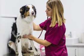 A vet examines a dog during a veterinary checkup.