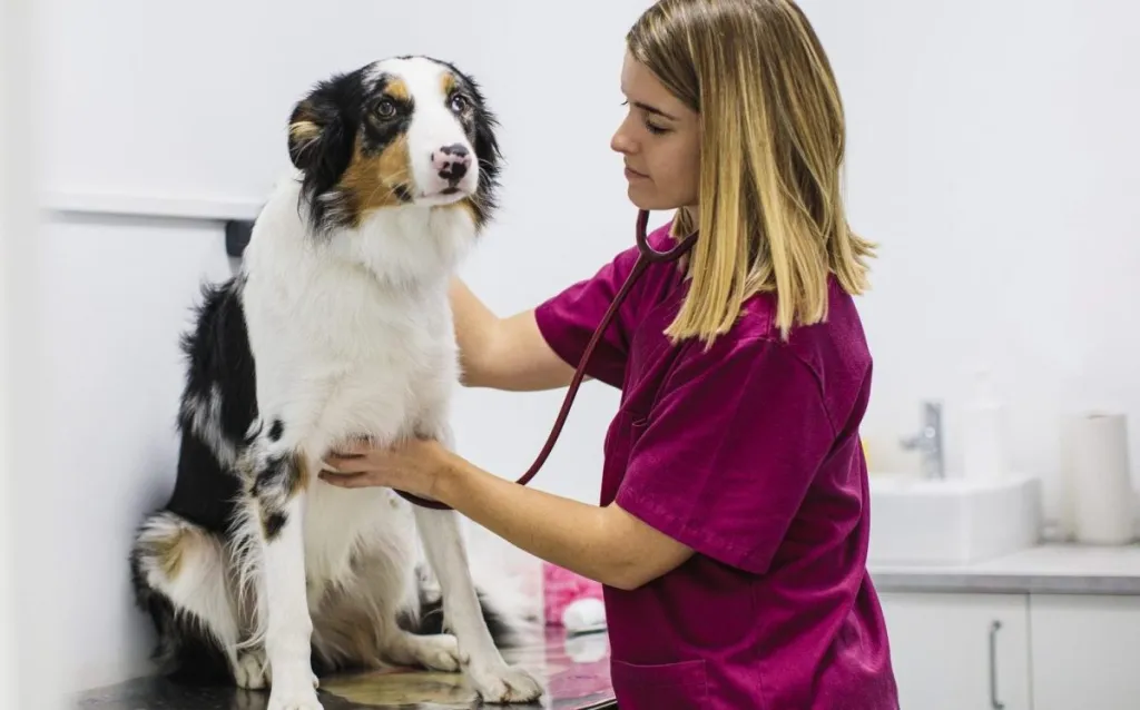 A vet examines a dog during a veterinary checkup.