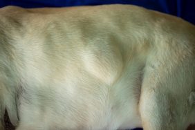 Lipoma on a 15-year-old Labrador dog