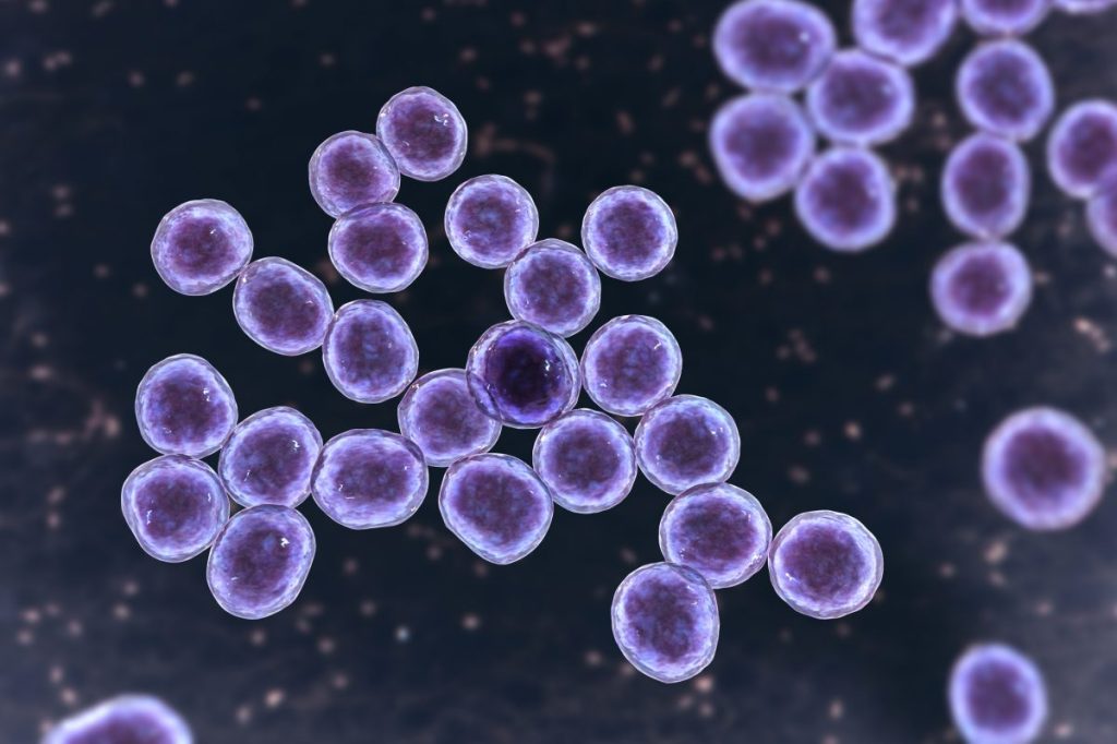 MRSA bacteria. Computer illustration of methicillin-resistant Staphylococcus aureus (MRSA) bacteria