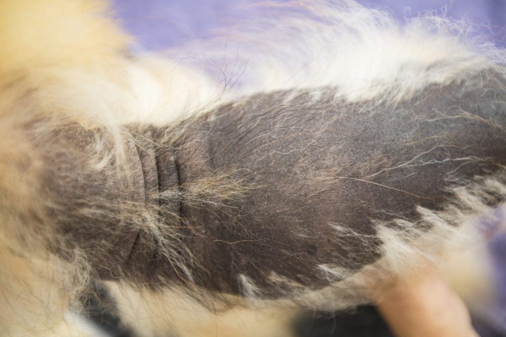 Pomeranian Dog With Alopecia X or Black Skin Disease in Pet Grooming Salon.