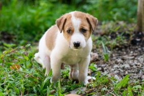 Photo of a puppy defecating in the grass. Rectum prolapse in dogs happens most commonly to puppies under six months of age.