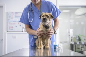 Portrait of vet holding dog on table in veterinary surgery