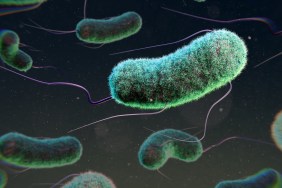 Illustration of Escherichia coli bacteria. E. coli is a rod shaped bacterium, commonly found in the lower intestine of warm-blooded organisms. Certain strains can cause food-poisoning in humans