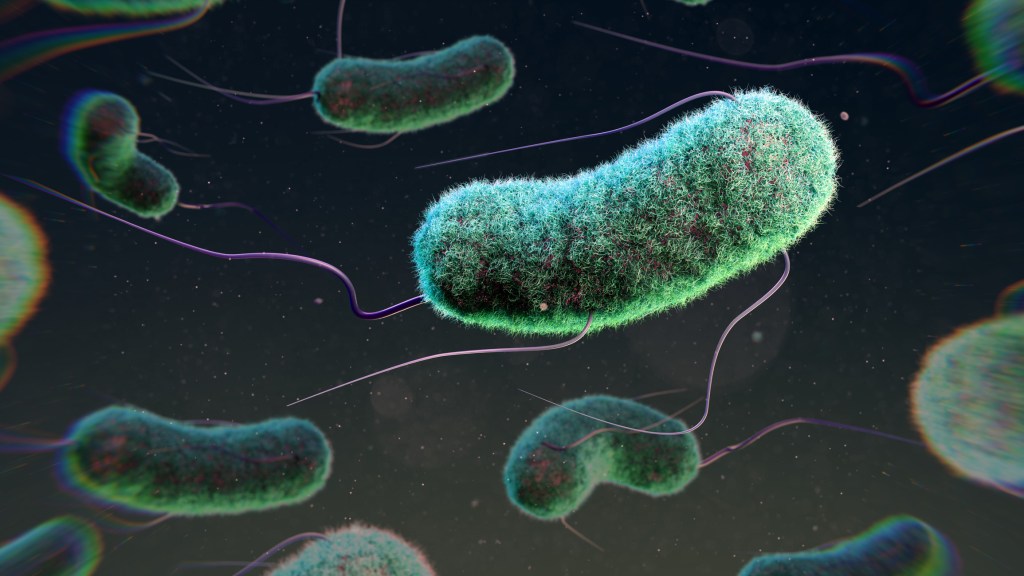 Illustration of Escherichia coli bacteria. E. coli is a rod shaped bacterium, commonly found in the lower intestine of warm-blooded organisms. Certain strains can cause food-poisoning in humans