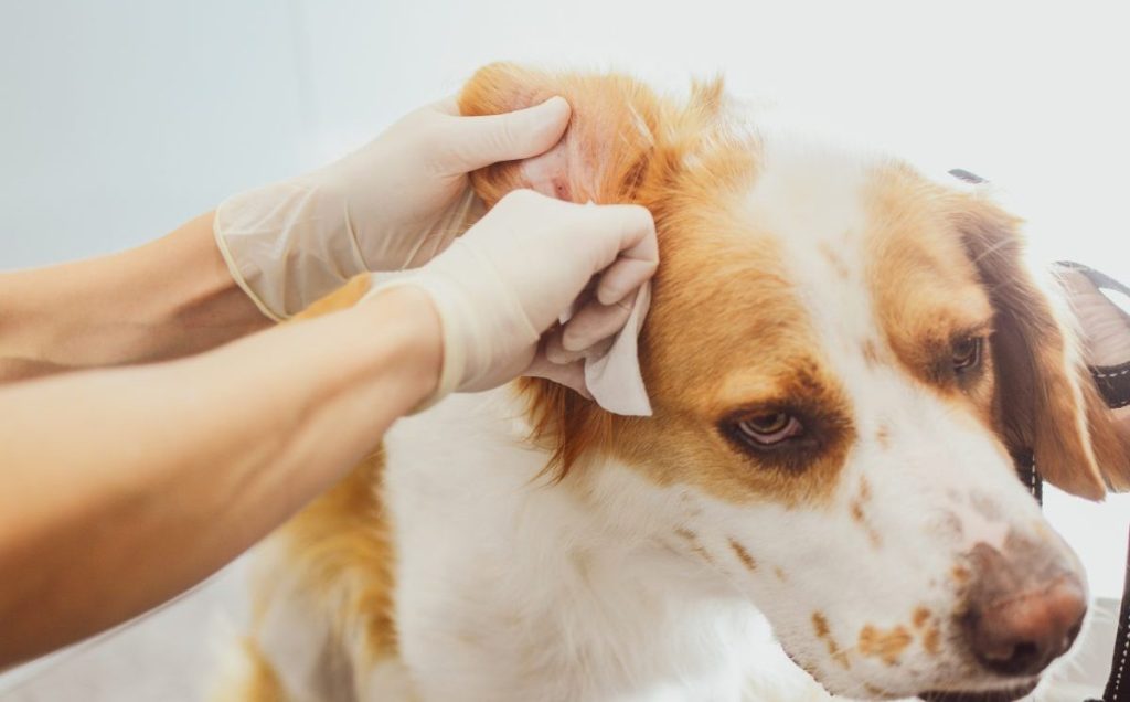 A vet cleans a dog's ear at the dog clinic, one of the first steps in treatment for dog ear mites.