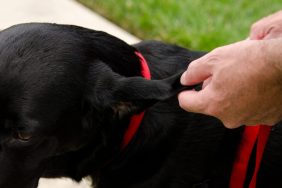 Hematoma of the ear flap on a black Labrador Retriever.