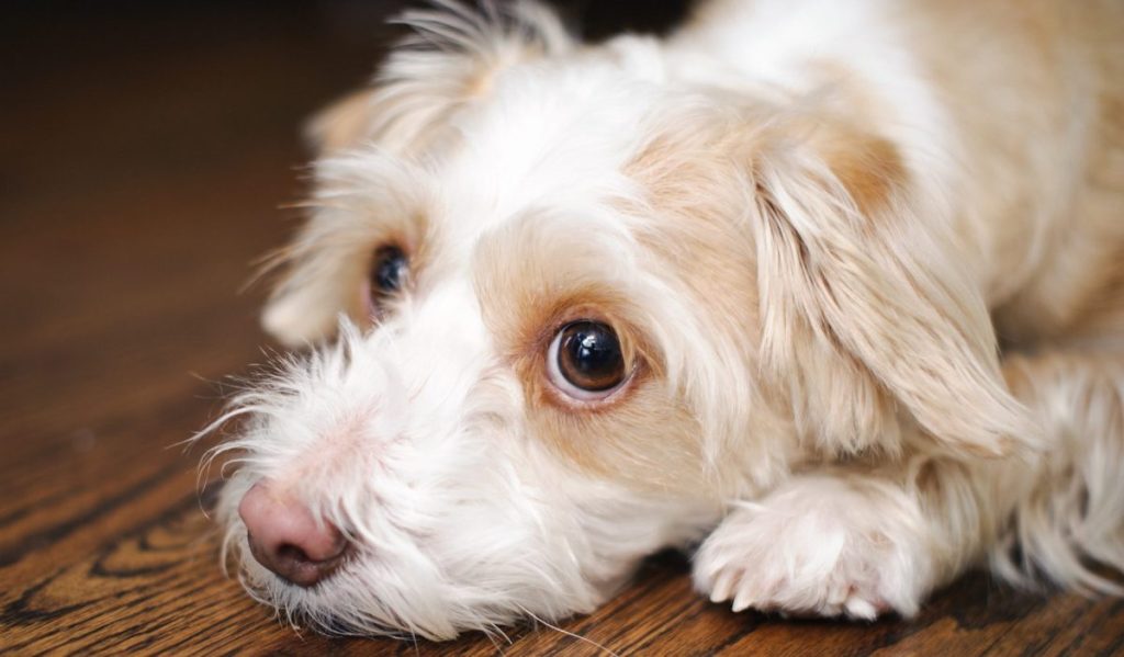 Sad looking Chihuahua / Poodle mix looking up at the camera. A small breed like this is more prone to constipation, which can be temporarily relieved by mineral oil for dogs.