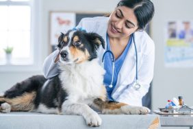 A female Veterinarian gently holds a dog on her examination table as she preforms a check-up. The doctor is smiling and the dog appears content as he lays on the table.