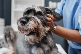 Close up of sick salt-and-pepper schnauzer dog with tongue hanging out while getting medical treatment in modern clinic