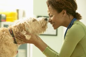 Veterinarian Petting Scruffy Dog