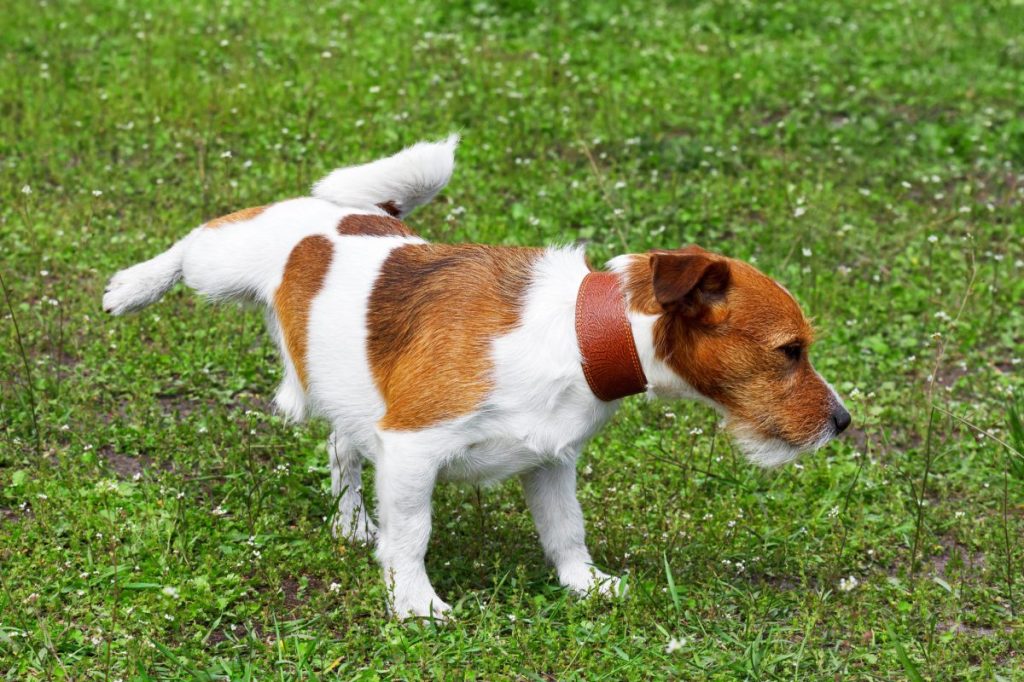 A Jack Russell Terrier dog peeing on green grass in a park. Excessive urination, or polyuria, can be a symptom of underlying medical conditions.