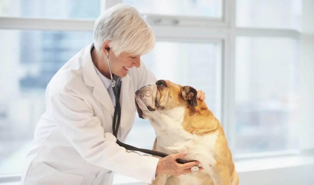 A Bulldog, a breed prone to constipation, visits a vet. Vets may prescribe bisacodyl for dogs for temporary relief of constipation