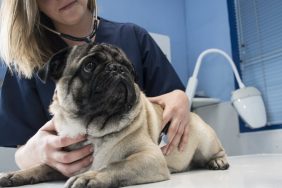 Veterinarian checking a dog with stethoscope in a veterinary clinic