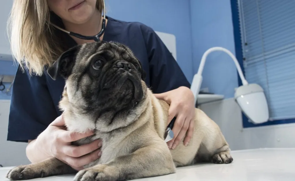 Veterinarian checking a dog with stethoscope in a veterinary clinic