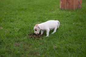 Puppy dog is eating animal feces.