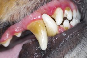 Picture of dogs teeth with tartar buildup an dinflamed gums, a sign of gingivitis.