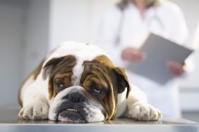 Sick Bulldog on Veterinarian's Table