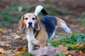 Photo of a Beagle peeing in a dog park in the autumn. This breed can be prone to proteinuria, a condition which can cause excess protein in the urine.