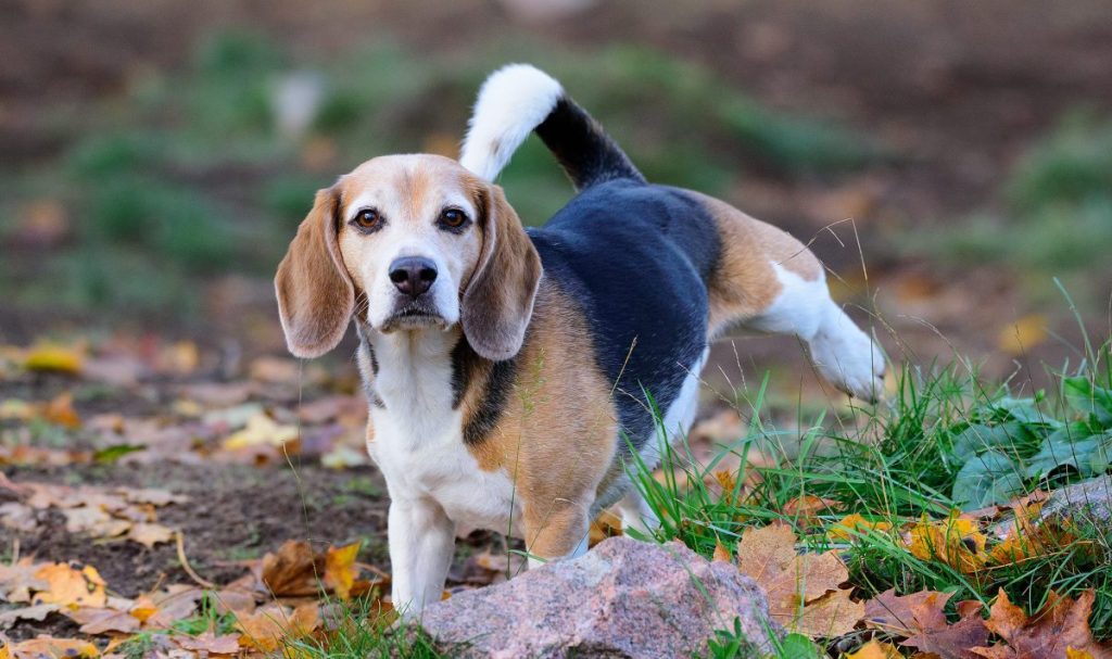 Photo of a Beagle peeing in a dog park in the autumn. This breed can be prone to proteinuria, a condition which can cause excess protein in the urine.