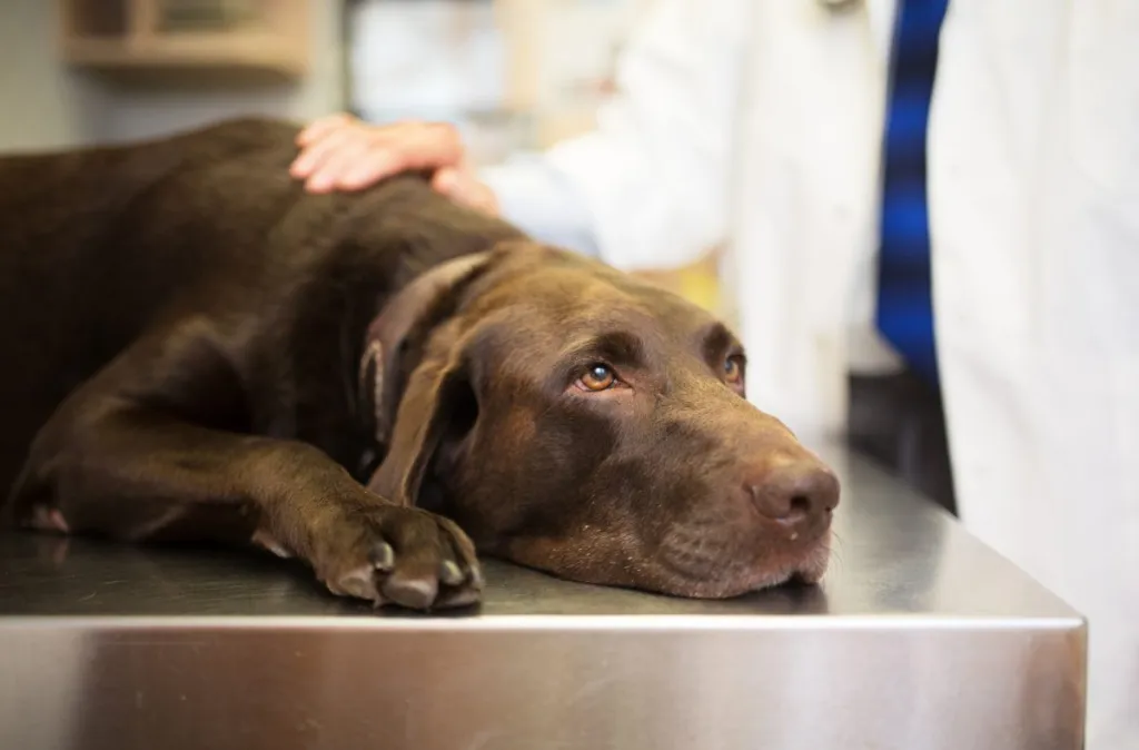 A vet examines a chocolate Labrador Retriever. A veterinary exam will determine if your dog has low blood albumin.