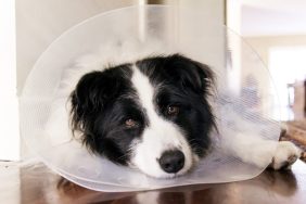 Portrait of Border Collie wearing cone collar while relaxing on floor at home.