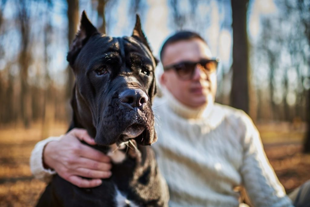 Cane Corso — a dog breed becoming popular in the US — and his owner.