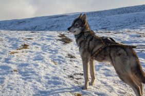 Picture of a Wolfdog, similar to the world’s most expensive dog.