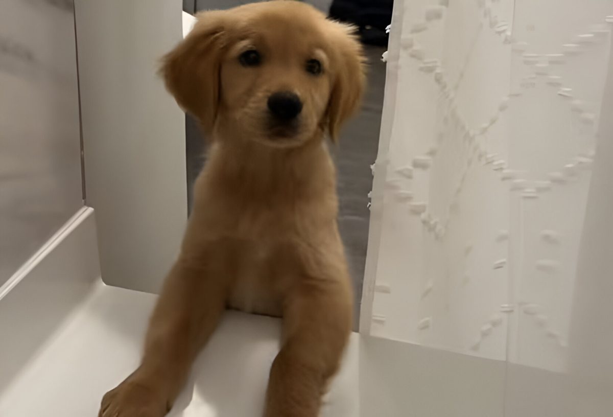 Puppy Displays FOMO Behavior in Funny Shower Video