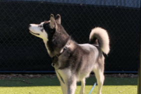 Bret Michaels' Dog Bret Jr.