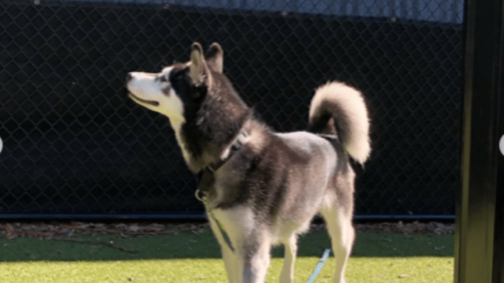 Bret Michaels' Dog Bret Jr.