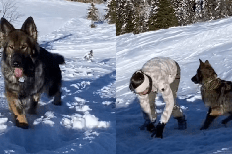 dog snow fight video