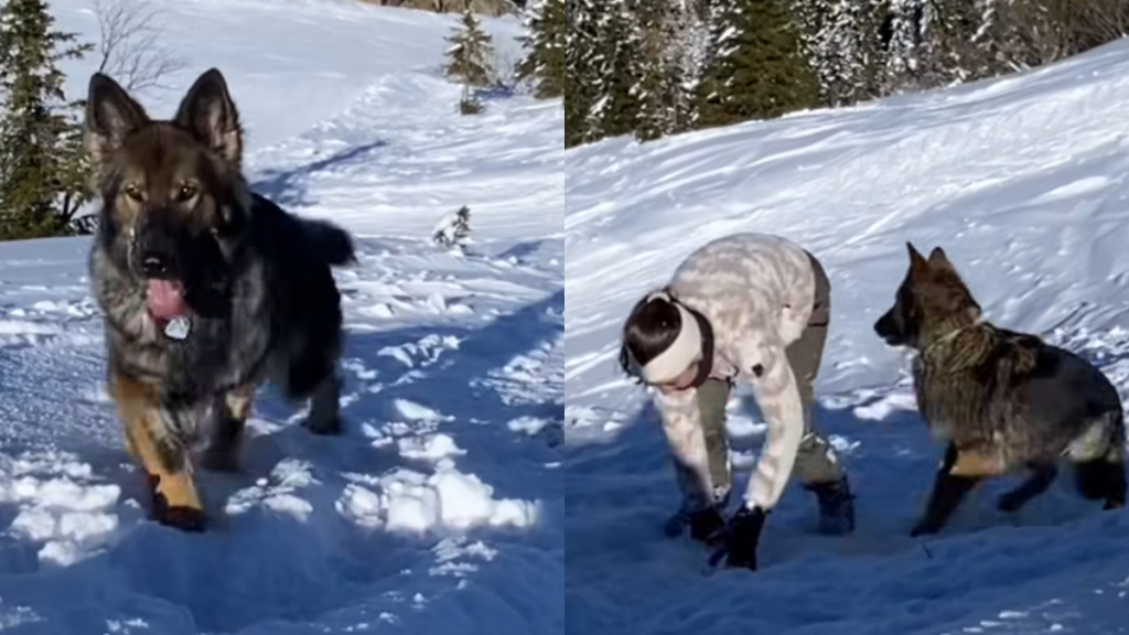 dog snow fight video