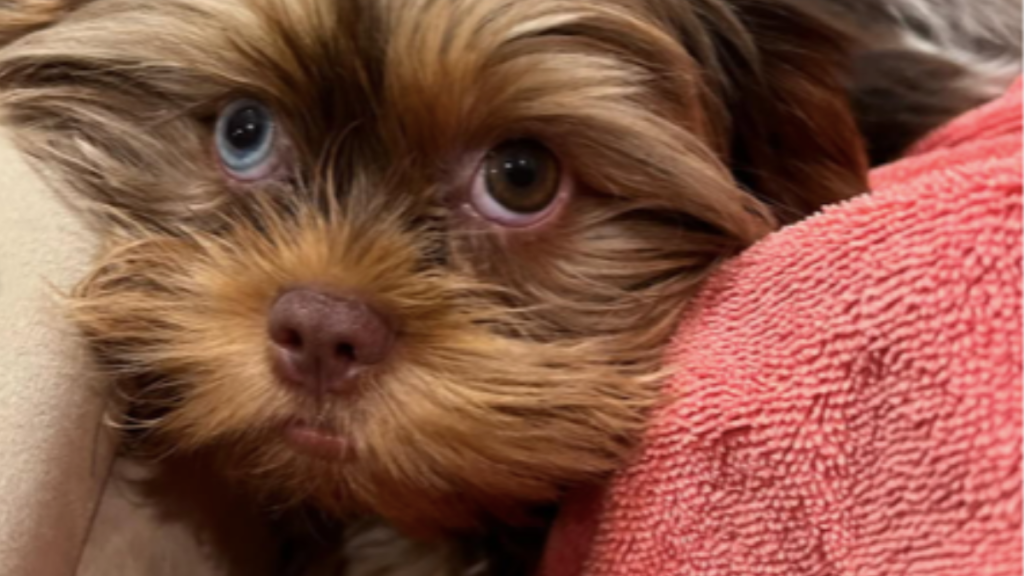 Kerry Washington's Dog Cinnamon