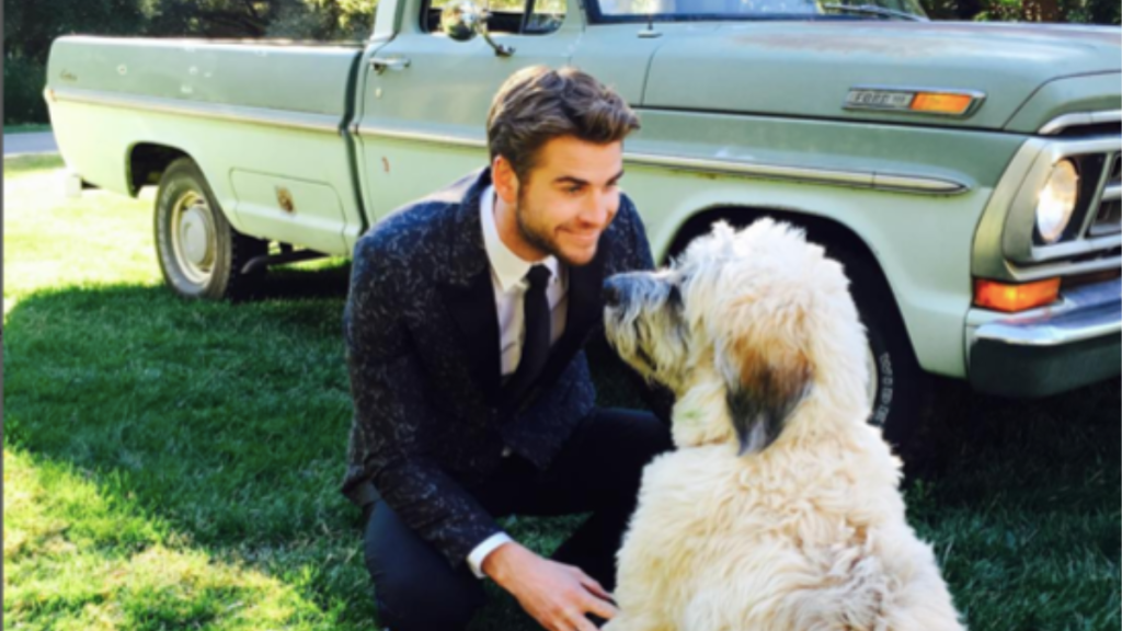 Liam Hemsworth's Dog Dora