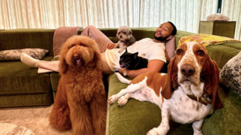 Chrissy Teigen and John Legend's Dogs