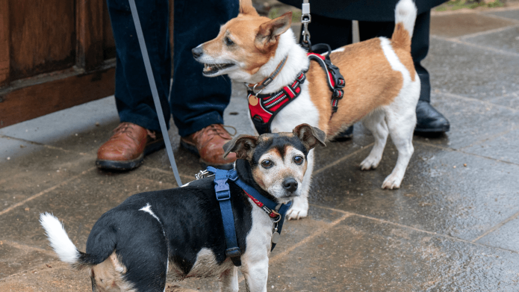 Queen Camilla's Dogs