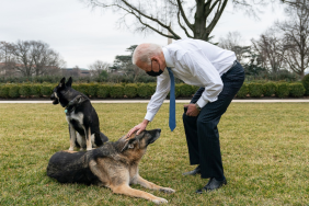 Joe Biden's Dog Major