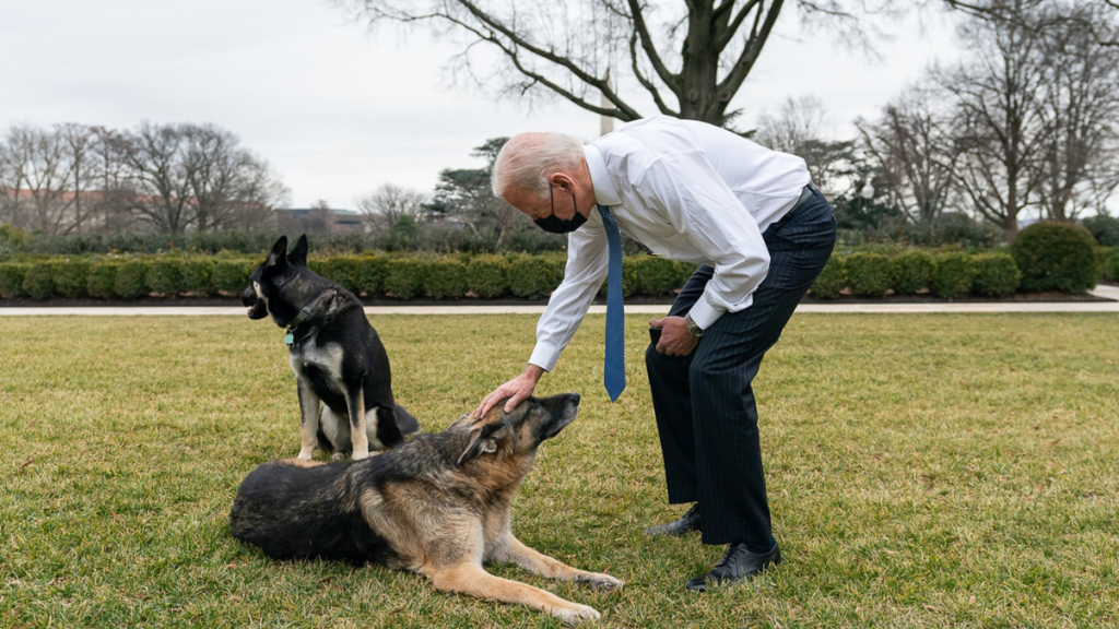 Joe Biden's Dog Major